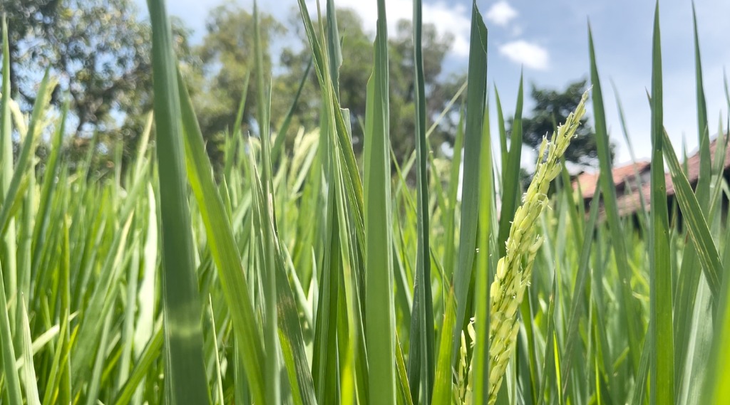 Pertanian & Hasil Bumi